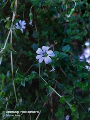 Stellaria recurvata