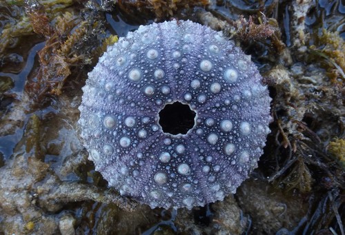 Western Pacific purple sea urchin, photo 2 of 10