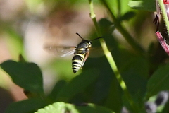 Ancistrocerus bustamente