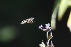 Ancistrocerus bustamente
