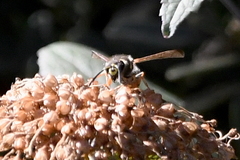 Ancistrocerus bustamente