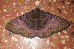 Speiredonia