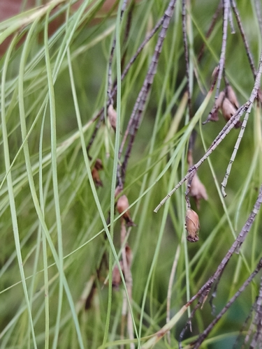 Dracophyllum urvilleanum observed 2025-08-16