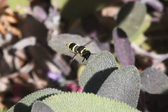 Ancistrocerus bustamente