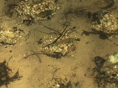 Lepomis peltastes