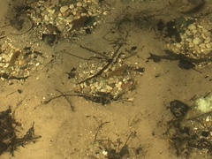 Lepomis peltastes