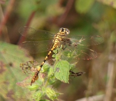 Paragomphus lineatus
