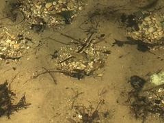 Lepomis peltastes