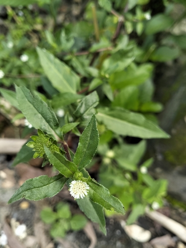 False Daisy