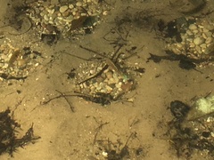 Lepomis peltastes