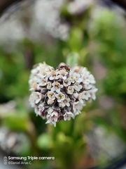Valeriana alypifolia