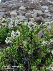 Valeriana alypifolia
