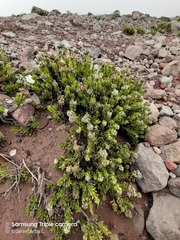 Valeriana alypifolia