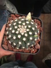 Mammillaria gaumeri