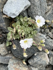 Cerastium latifolium, photograph author not stated, no rights reserved