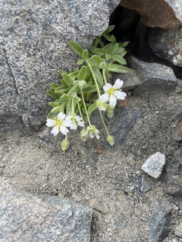 Bell-flowered mouse-ear chickweed (Cerastium pedunculatum)