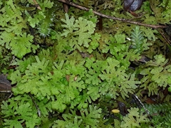 Trichocolea mollissima