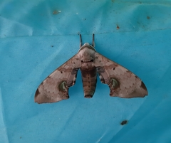 Daphnusa ocellaris
