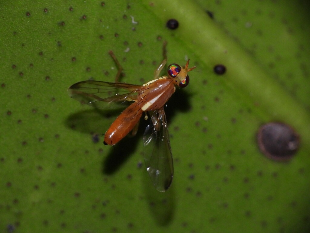 Hardyadrama excoecariae