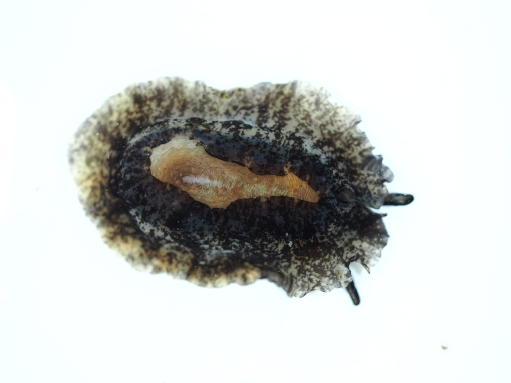 Scutus sinensis