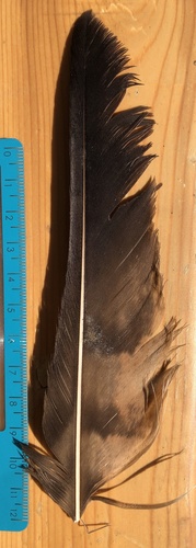 Plume de Buse féroce