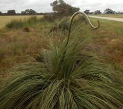 Xanthorrhoea caespitosa
