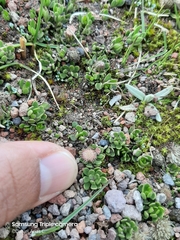 Baccharis caespitosa