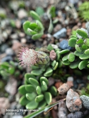 Baccharis caespitosa