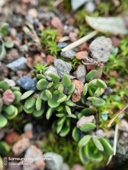 Baccharis caespitosa