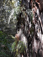 Asplenium flaccidum flaccidum