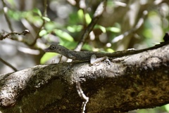 Anolis argenteolus