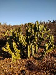 Myrtillocactus cochal