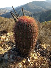 Ferocactus gracilis gracilis