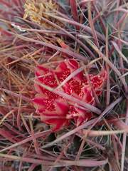 Ferocactus gracilis gracilis