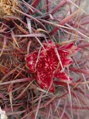 Ferocactus gracilis gracilis