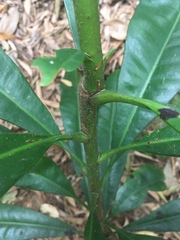 Placospermum coriaceum