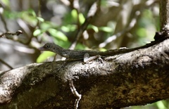 Anolis argenteolus