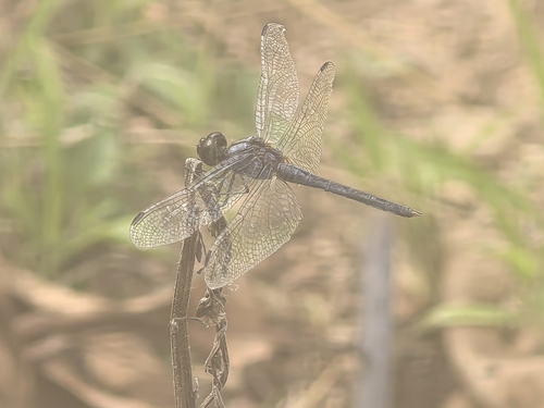 White-tipped Demon