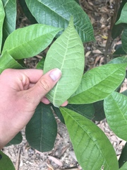 Alstonia muelleriana