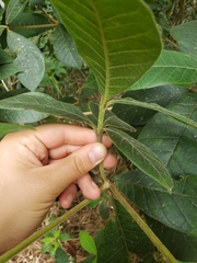 Alstonia muelleriana
