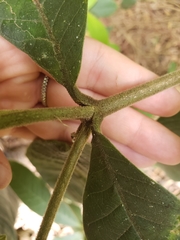 Alstonia muelleriana