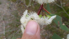 Eucalyptus gregsoniana, photograph (c) John Tann, some rights reserved (CC BY)