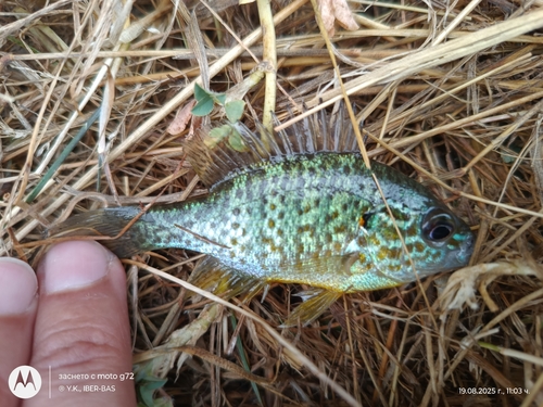 Pumpkinseed