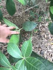 Alstonia muelleriana