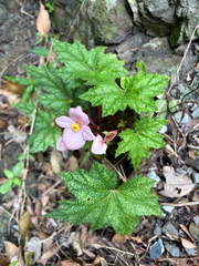 (c) 黃美滿, some rights reserved (CC BY) Begonia austrotaiwanensis, photograph (c) 黃美滿, some rights reserved (CC BY)