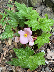 Begonia austrotaiwanensis