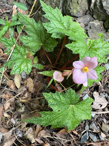 Begonia austrotaiwanensis, photograph 3