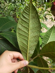 Alstonia muelleriana