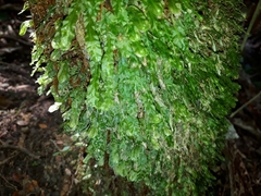 Symphyogyna subsimplex