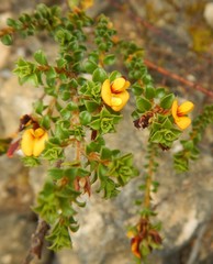 Pultenaea densifolia